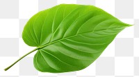 PNG Plant leaf xanthosoma freshness. 