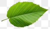 PNG Plant leaf freshness nature. 