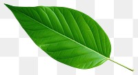 PNG Plant leaf freshness fragility. AI generated Image by rawpixel.