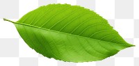 PNG Plant leaf freshness nature. 