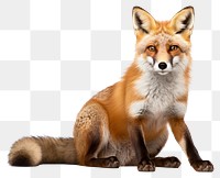 PNG Fox wildlife animal mammal. AI generated Image by rawpixel.