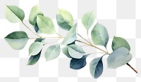 PNG Plant leaf tree gardenia