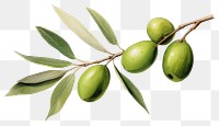 PNG Plant olive leaf tree