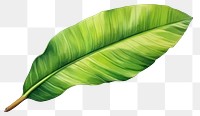 PNG Leaf plant banana leaf freshness.