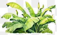 PNG Banana plant green leaf. 