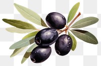 PNG Blueberry olive fruit plant. 