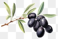 PNG Blueberry olive plant food