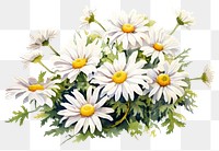 PNG Flower daisy plant aster. 