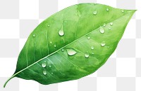 PNG Leaf plant drop rain. 