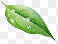 PNG Leaf plant green drop. AI generated Image by rawpixel.