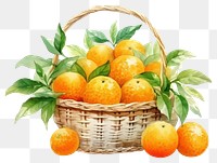 PNG Basket grapefruit orange plant. 