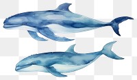 PNG Dolphin animal mammal whale. 