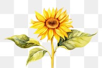 PNG Sunflower plant inflorescence creativity. AI generated Image by rawpixel.