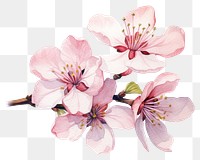 PNG Blossom flower cherry plant