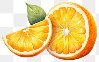 PNG Grapefruit orange plant food. AI generated Image by rawpixel.