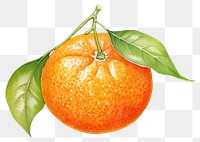 PNG Grapefruit plant food clementine. AI generated Image by rawpixel.