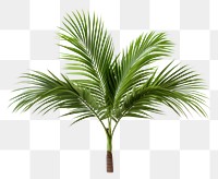 PNG Plant leaf tree freshness