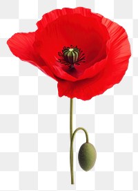 PNG Flower poppy plant rose. AI generated Image by rawpixel.