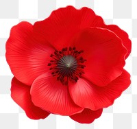 PNG Flower petal poppy plant. AI generated Image by rawpixel.