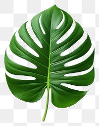 PNG Plant leaf xanthosoma freshness. 
