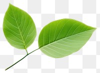 PNG Plant leaf freshness nature. 