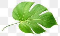 PNG Plant leaf xanthosoma freshness. 