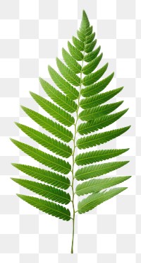 PNG Plant leaf fern freshness. 