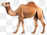 PNG Mammal animal camel livestock. AI generated Image by rawpixel.