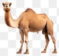 PNG Mammal animal camel livestock. AI generated Image by rawpixel.