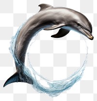 PNG Dolphin animal mammal fish. AI generated Image by rawpixel.