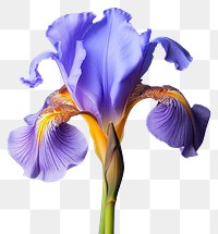 PNG Flower petal plant iris. AI generated Image by rawpixel.
