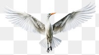 PNG Animal flying heron bird. AI generated Image by rawpixel.