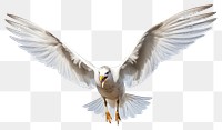 PNG Seagull animal flying bird. 