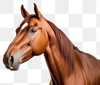 PNG Stallion mammal animal horse. AI generated Image by rawpixel.