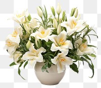 PNG Flower plant white  