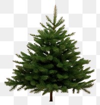 PNG Christmas plant tree pine. 