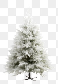 PNG Christmas nature plant tree. AI generated Image by rawpixel.