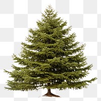 PNG Spruce plant tree pine. 