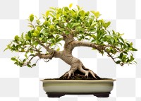 PNG Bonsai plant tree houseplant. 