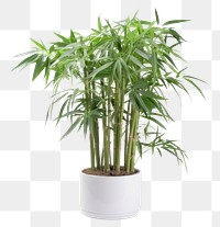 PNG Bamboo plant houseplant flowerpot