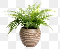 PNG Plant fern vase houseplant. 