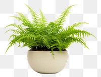 PNG Plant fern houseplant freshness. 