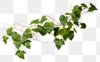 PNG Plant leaf ivy freshness