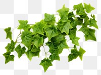 PNG Plant leaf ivy vegetable