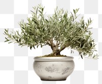 PNG Bonsai plant herbs tree. 