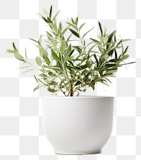 PNG Plant herbs leaf vase. AI generated Image by rawpixel.