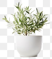 PNG Plant herbs leaf vase. 