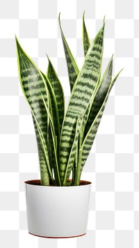 PNG Plant leaf vase  