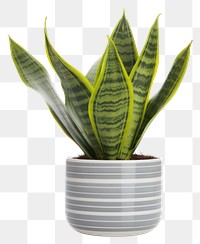 PNG Plant leaf vase houseplant. 