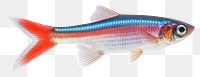 PNG Seafood animal fish goldfish. AI generated Image by rawpixel.